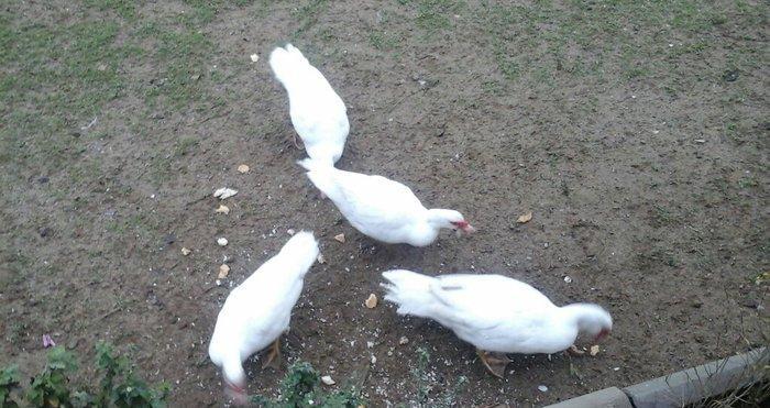 lal ordek satiram ag rengde 4 disi 1 erkey esil damazliq saxlamaliqdia