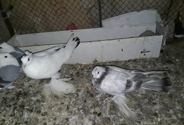 Salam herkese iri lelekliler satilir cutu 70 azn gondermek daxil ciddi