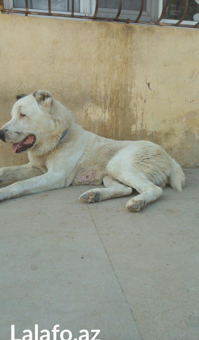 Erkey it satilir iri sumuyludur. 1 ili 27. 07. 2017. Tamam okur.Barter