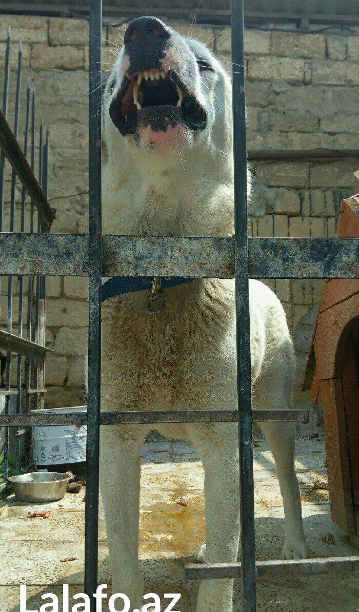 Erkey it satilir iri sumuyludur. 1 ili 27. 07. 2017. Tamam okur.Barter