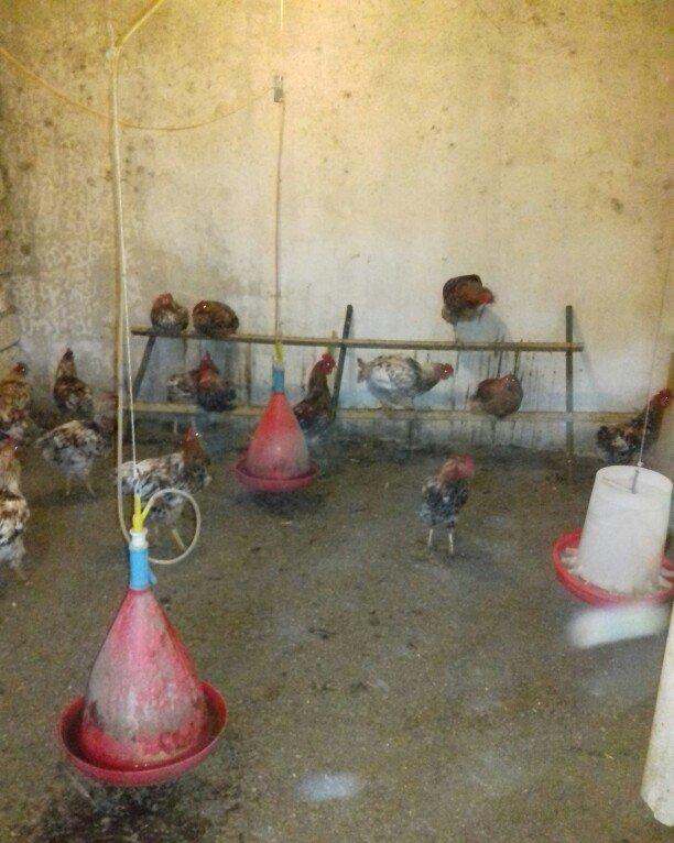 Salam binə qəsəbəsində xoruz və yumurtlayan toyuq satıram. Heyvanlar 8