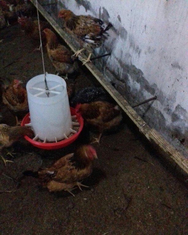 Salam binə qəsəbəsində xoruz və yumurtlayan toyuq satıram. Heyvanlar 8