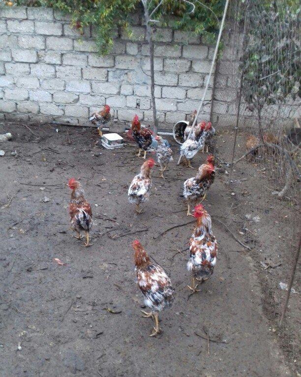 Salam binə qəsəbəsində xoruz və yumurtlayan toyuq satıram. Heyvanlar 8