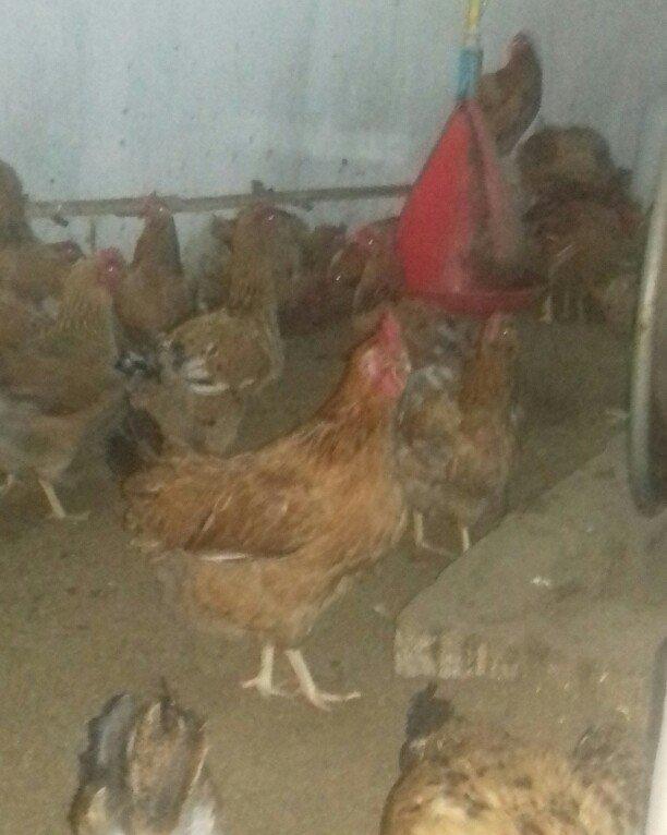 Salam binə qəsəbəsində xoruz və yumurtlayan toyuq satıram. Heyvanlar 8