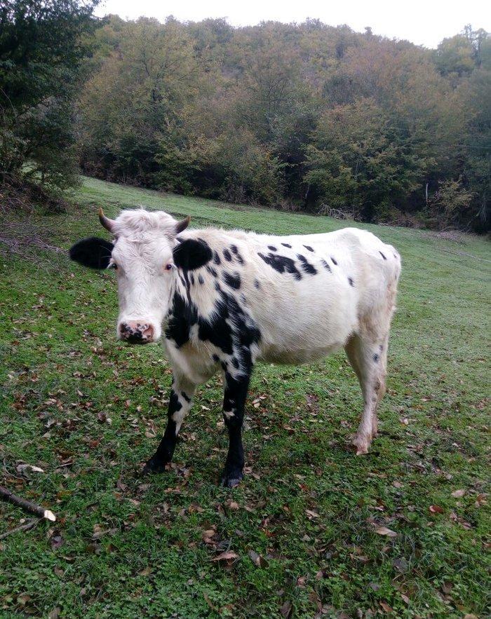 dogan inek satilir. etlik sudluk cins inek 1 qarin dogub. yuksek derec
