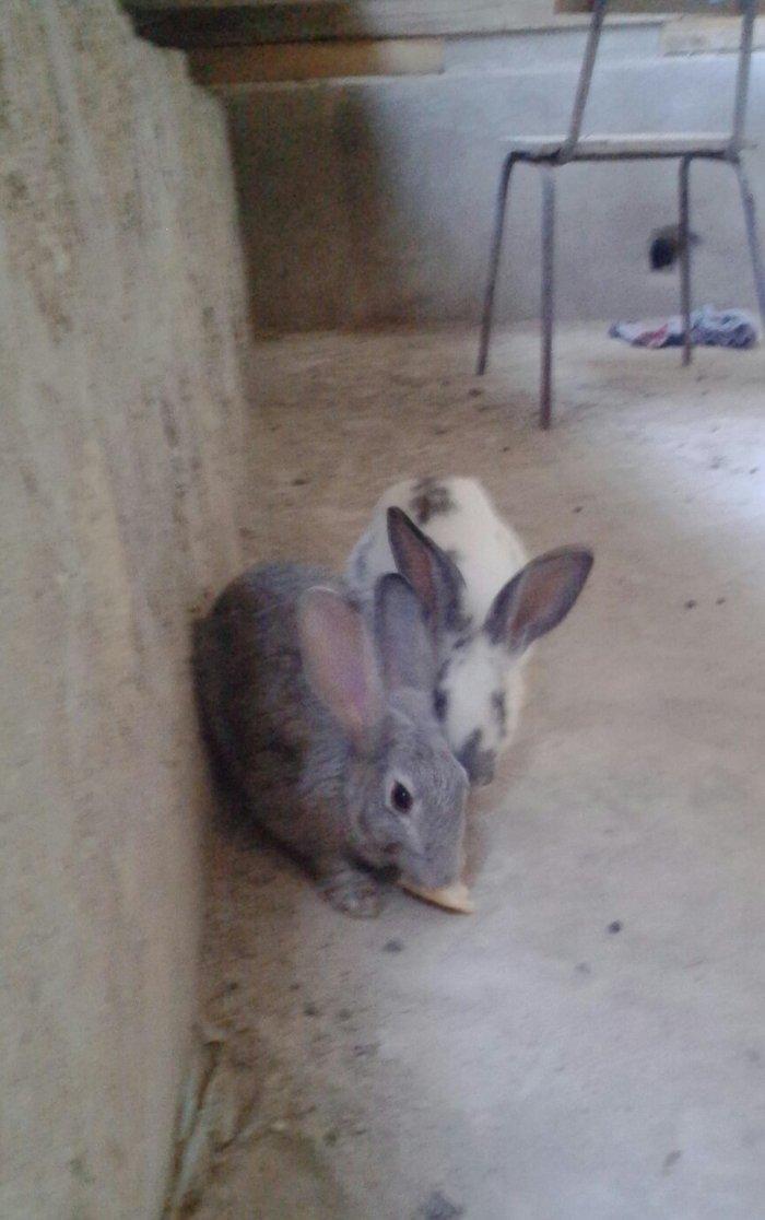 tam saglamdir saxlamaga yer yoxdur deye satiram her ikisi satilir 1 I