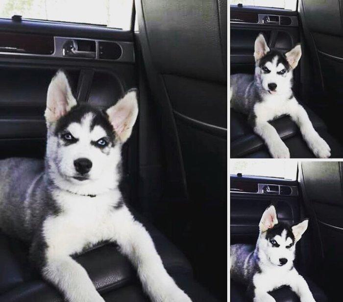 Hamiya Salam Husky satiram Moskvadan gelib 5 ayliqdı dişidi senedleri