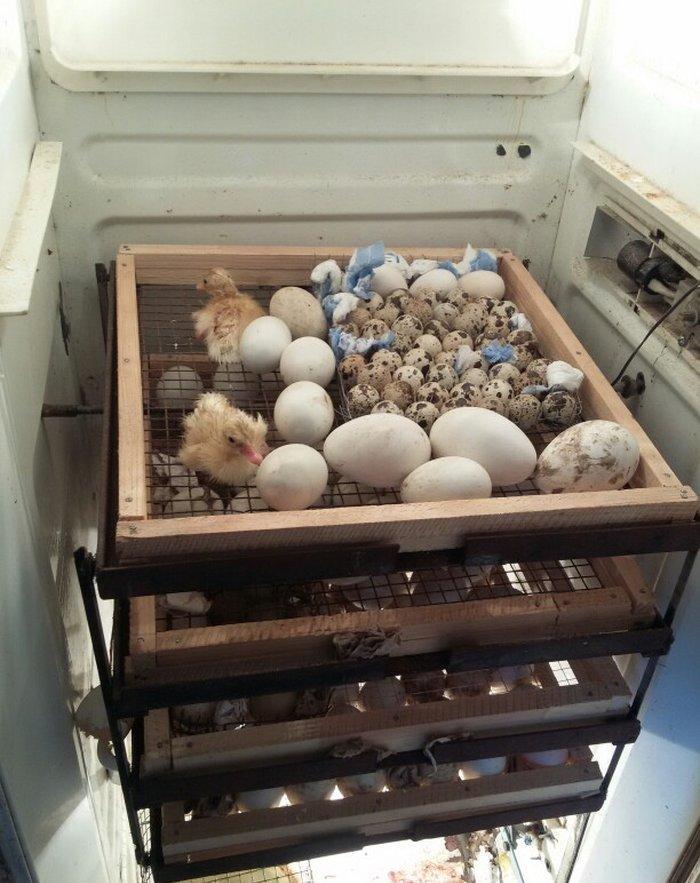 Tam avtomatik 300 ədəd yumurta tutumu olan inqubatordu.Heç bir prablem