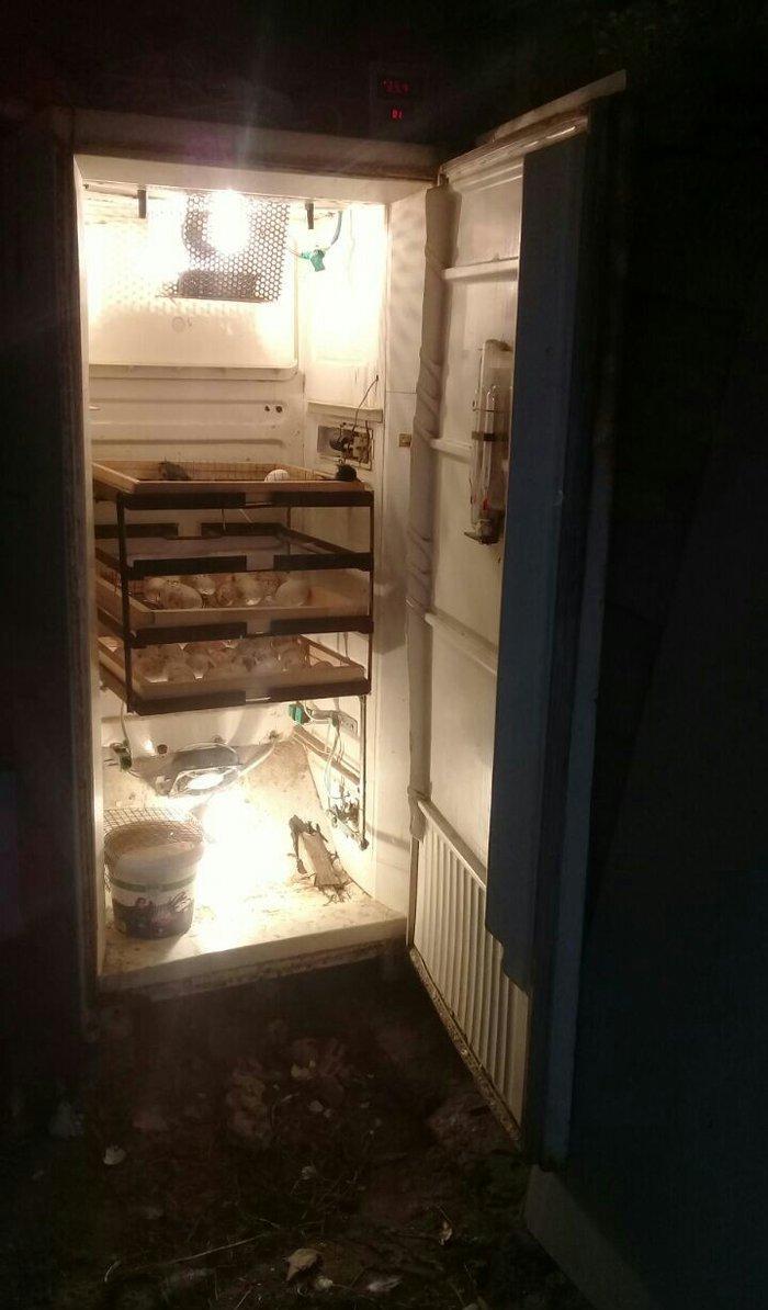 Tam avtomatik 300 ədəd yumurta tutumu olan inqubatordu.Heç bir prablem