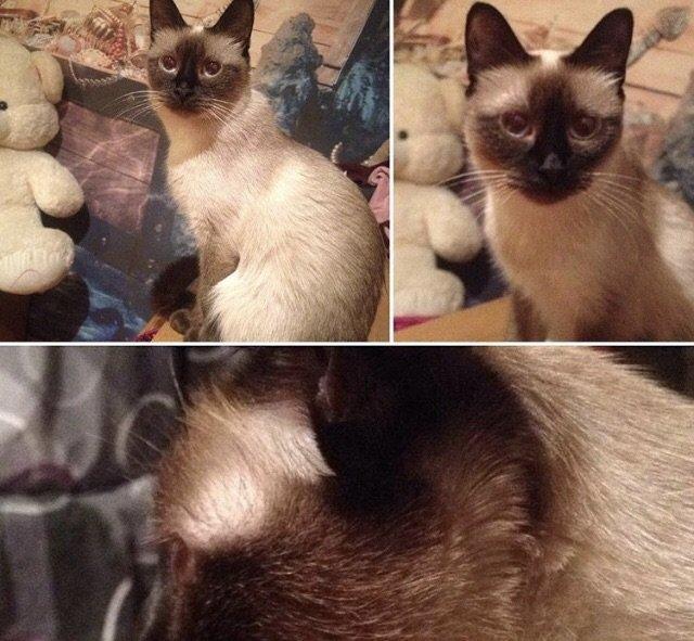 Siamski pi**** 2 yaşı var çantası tualeti yemeyi herşey üstünde yaxşı e