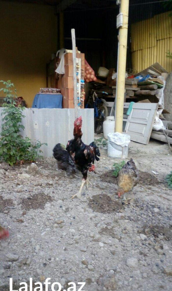 Heyrati tac pipiy. 11 ayligdi. Cutu 350azn. Temiz barama ilə barter ed