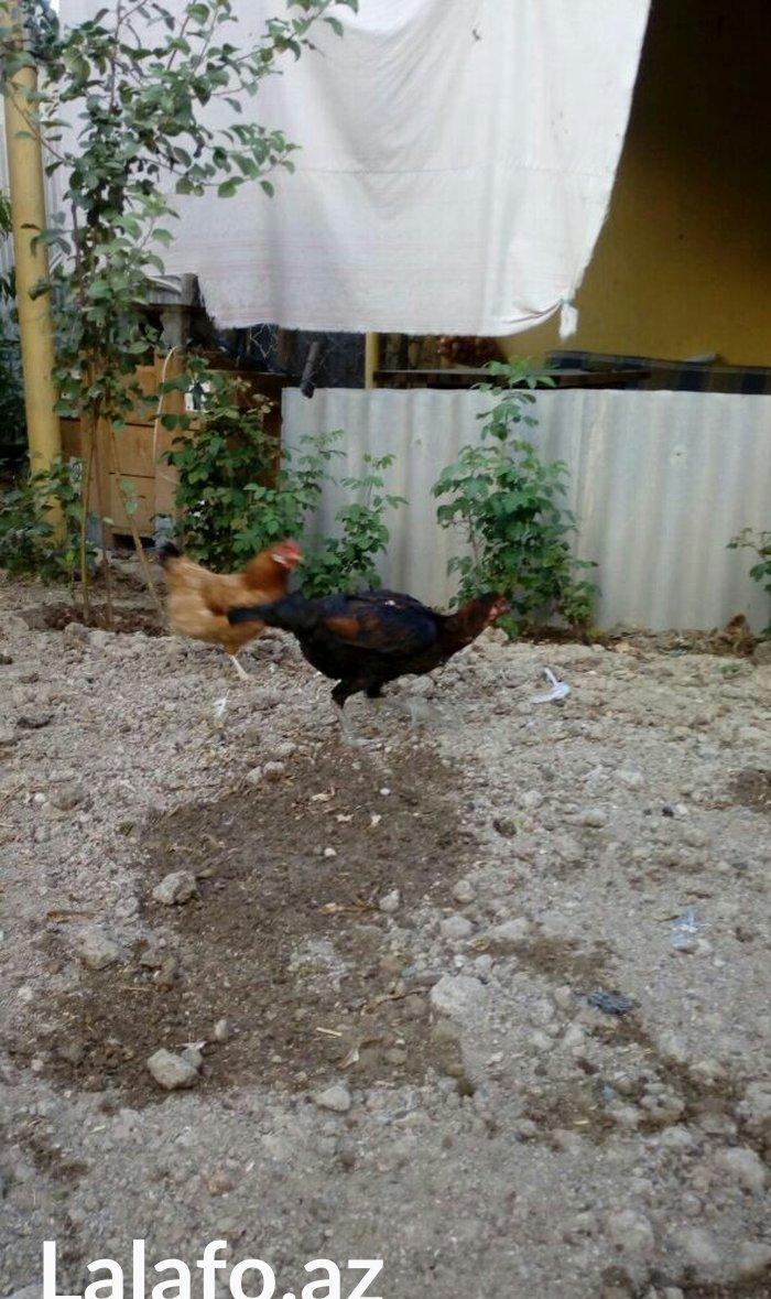 Heyrati tac pipiy. 11 ayligdi. Cutu 350azn. Temiz barama ilə barter ed