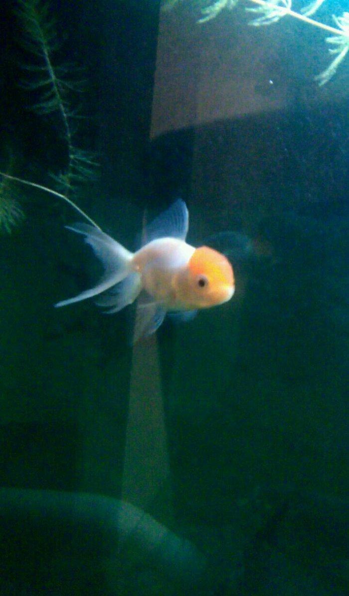 oranda bqırmizi papaq 10 manata 1 ədəd qalıb öz şəklidi