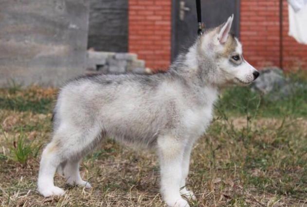 Sibirski xaski-450$+çempion balaları,sərgi itlərinin balası. Radaslovo