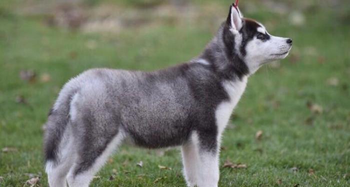 Sibirski xaski-450$+çempion balaları,sərgi itlərinin balası. Radaslovo