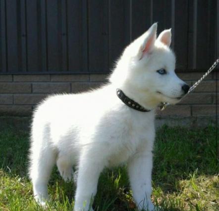 Sibirski xaski-450$+çempion balaları,sərgi itlərinin balası. Radaslovo