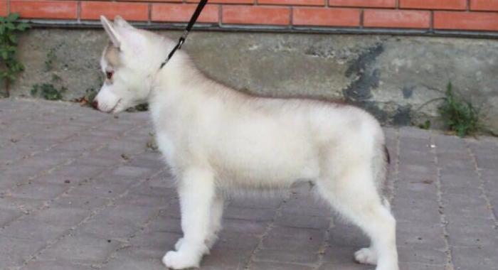 Sibirski xaski-450$+çempion balaları,sərgi itlərinin balası. Radaslovo