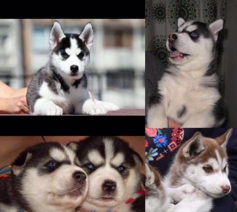 Sibirski xaski-450$+çempion balaları,sərgi itlərinin balası. Radaslovo