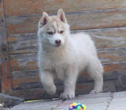 Sibirski xaski-450$+çempion balaları,sərgi itlərinin balası. Radaslovo