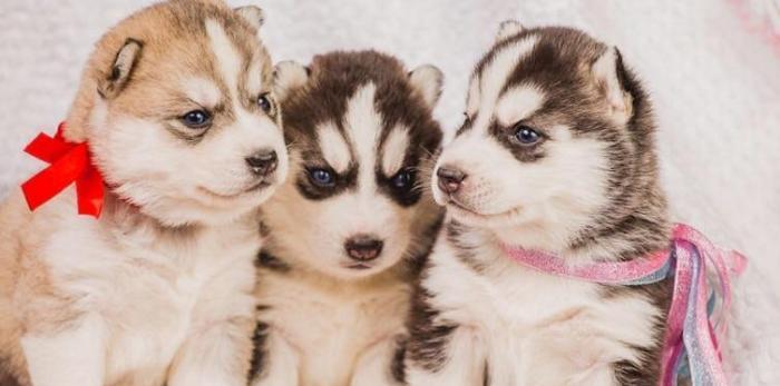 Sibirski xaski-450$+çempion balaları,sərgi itlərinin balası. Radaslovo