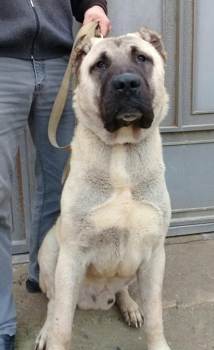 Bu itlar cins itlardir. Hamisi satilir. Atrafli zang edin. Va ya whats