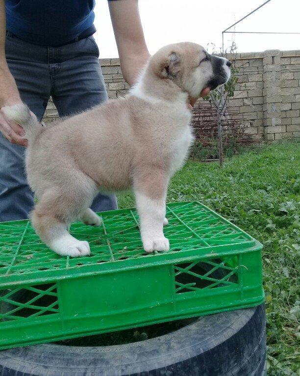 Bu itlar cins itlardir. Hamisi satilir. Atrafli zang edin. Va ya whats