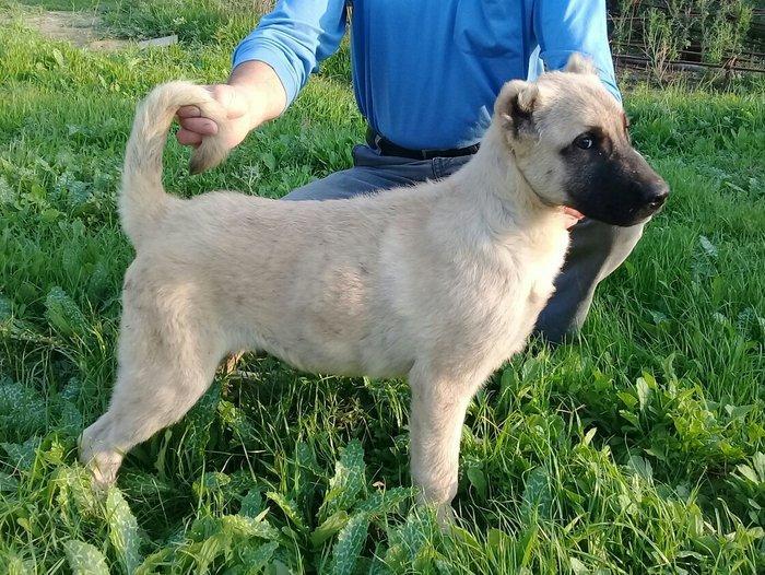 Bu itlar cins itlardir. Hamisi satilir. Atrafli zang edin. Va ya whats