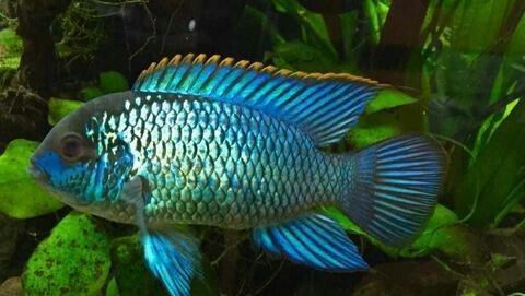 Nannakara neon blue. cox gozel baliqdlr. cutu 30 manat. boyu en azı 10