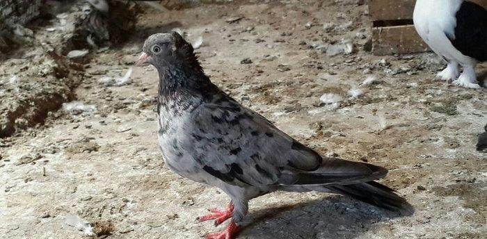 EBRES .Maya kekili on yedi. Erkey on bes erkeyin basinda birez eyriliq