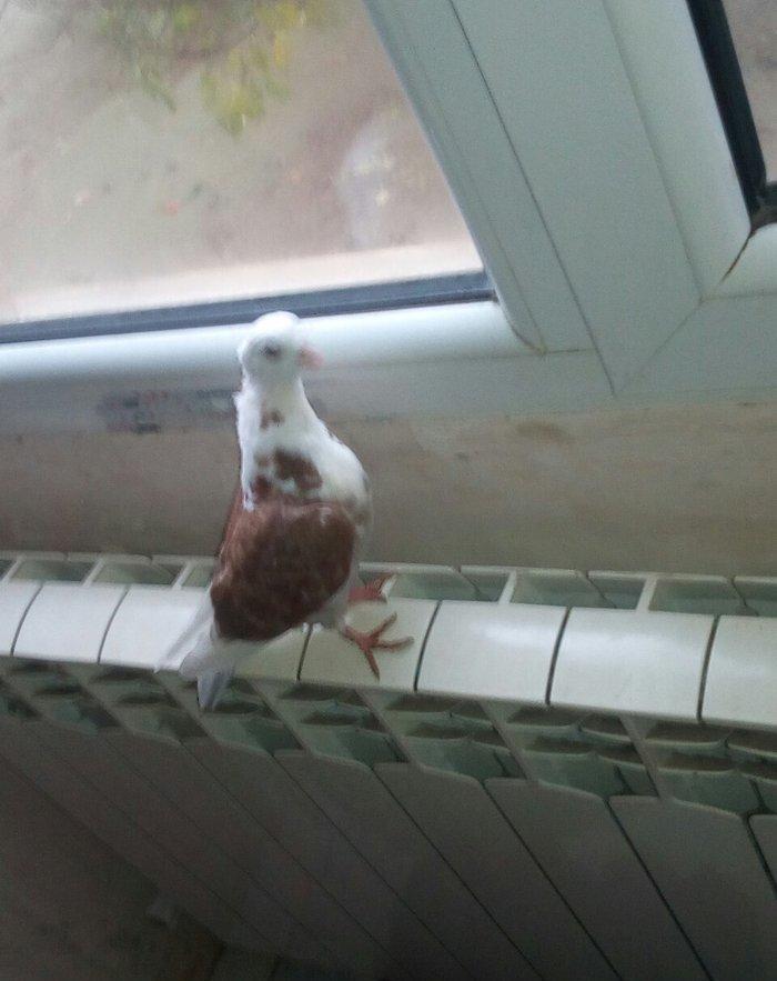 kitayski çayka tek 12-azn  paqonnu çillər  razilaşma yoluyla satilir 0