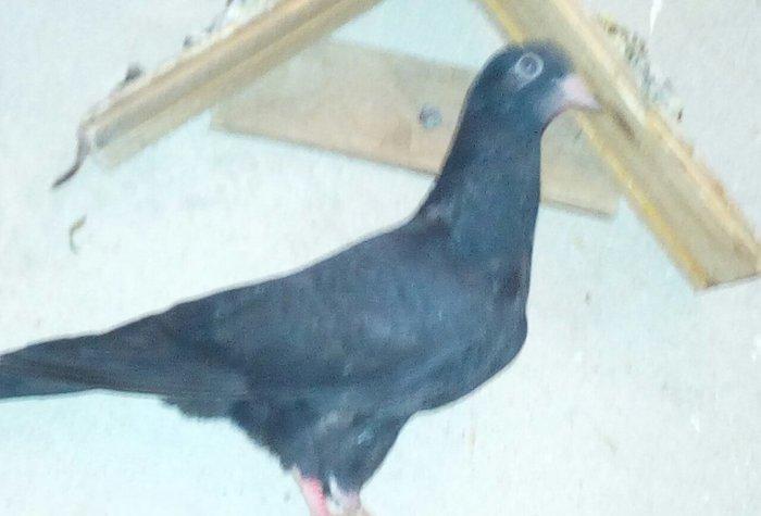 kitayski çayka tek 12-azn  paqonnu çillər  razilaşma yoluyla satilir 0