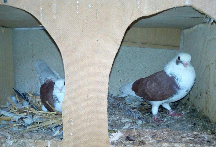 kitayski çayka tek 12-azn  paqonnu çillər  razilaşma yoluyla satilir 0