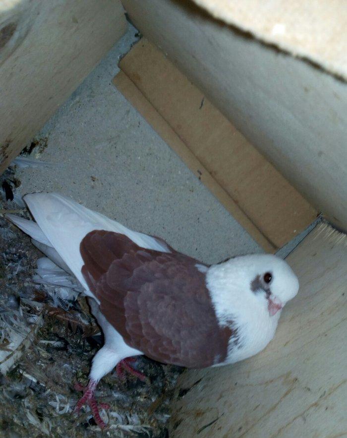 kitayski çayka tek 12-azn  paqonnu çillər  razilaşma yoluyla satilir 0