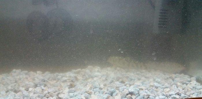 Akvarium  mator, icinin dasi ,isiq  eni21sm  hundurluyu 29 uzunlugu 44