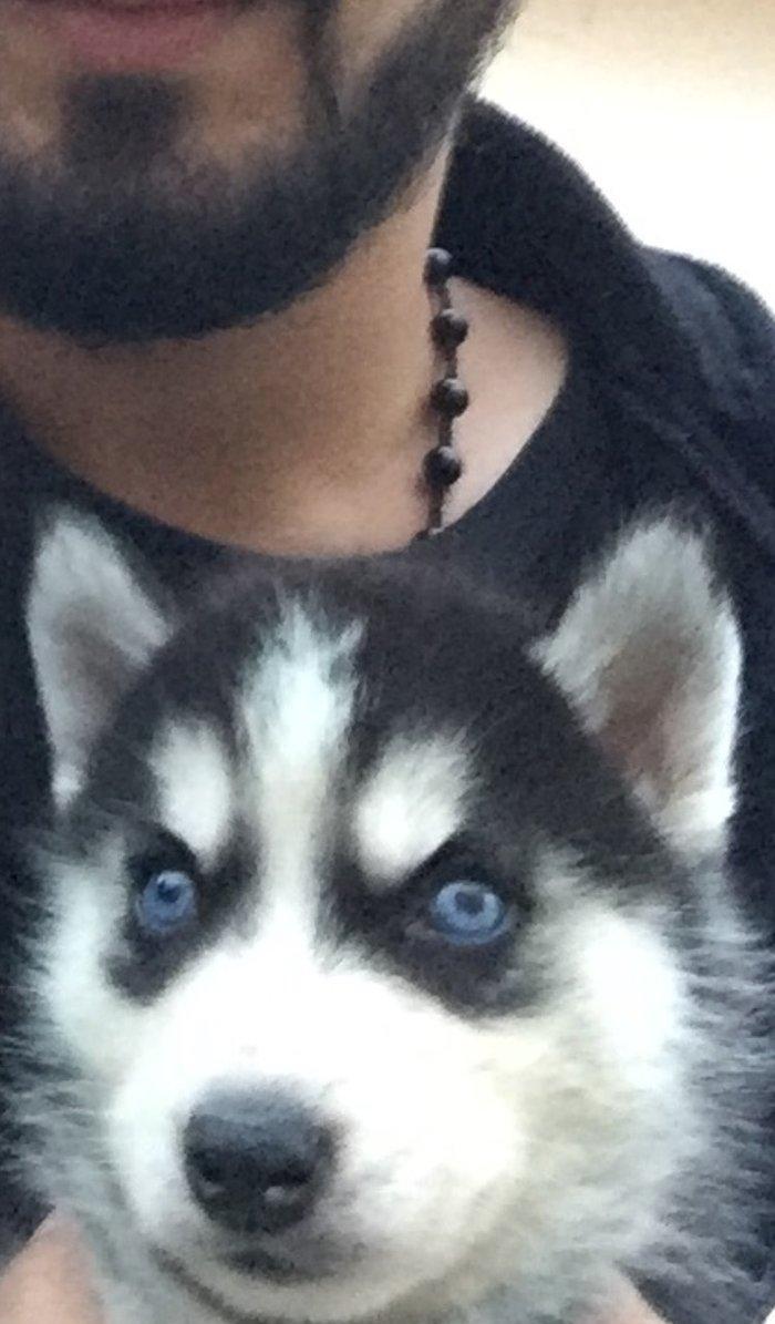 Salam temiz xaski balaları satlır 45 günlük qurd dermanı verlib 1 ci p