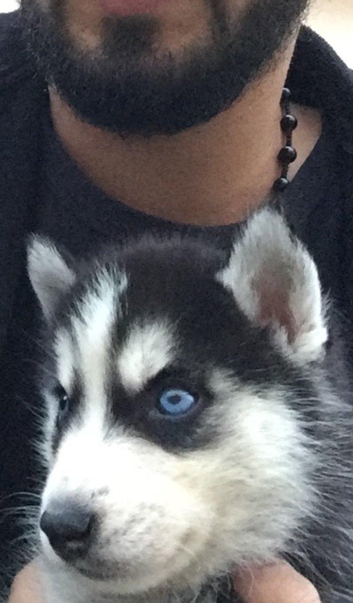 Salam temiz xaski balaları satlır 45 günlük qurd dermanı verlib 1 ci p