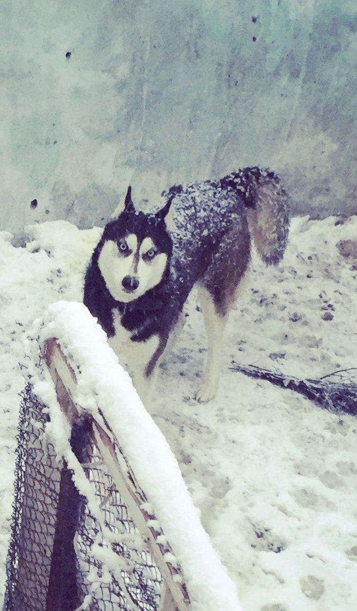 Salam temiz xaski balaları satlır 45 günlük qurd dermanı verlib 1 ci p