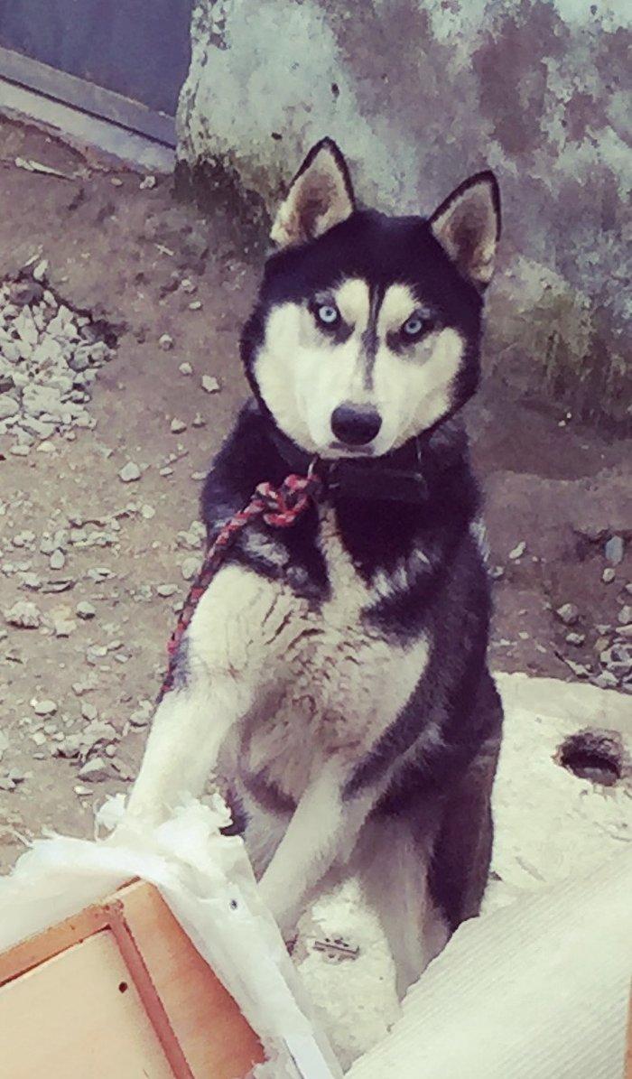 Salam temiz xaski balaları satlır 45 günlük qurd dermanı verlib 1 ci p