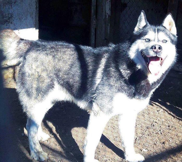 Salam temiz xaski balaları satlır 45 günlük qurd dermanı verlib 1 ci p