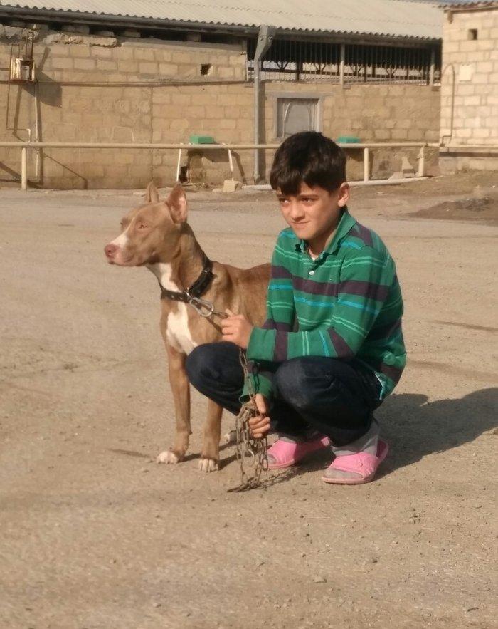 Pitbull Red Nose satlir 1 yas 7 ayligdir bir qarin bala verib birinci