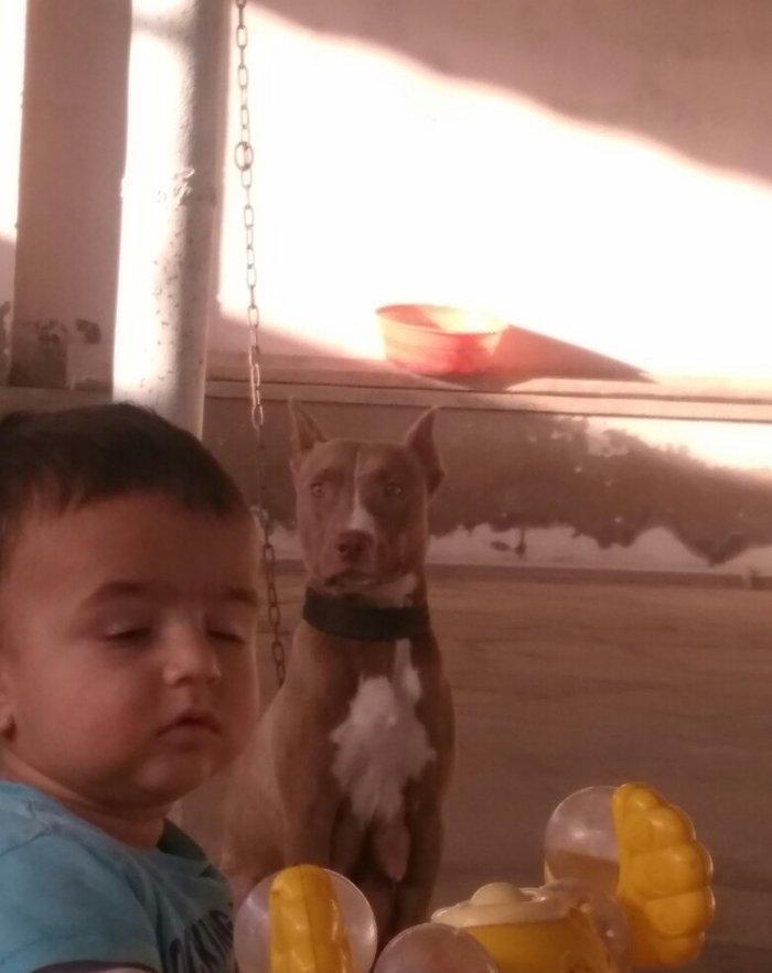 Pitbull Red Nose satlir 1 yas 7 ayligdir bir qarin bala verib birinci