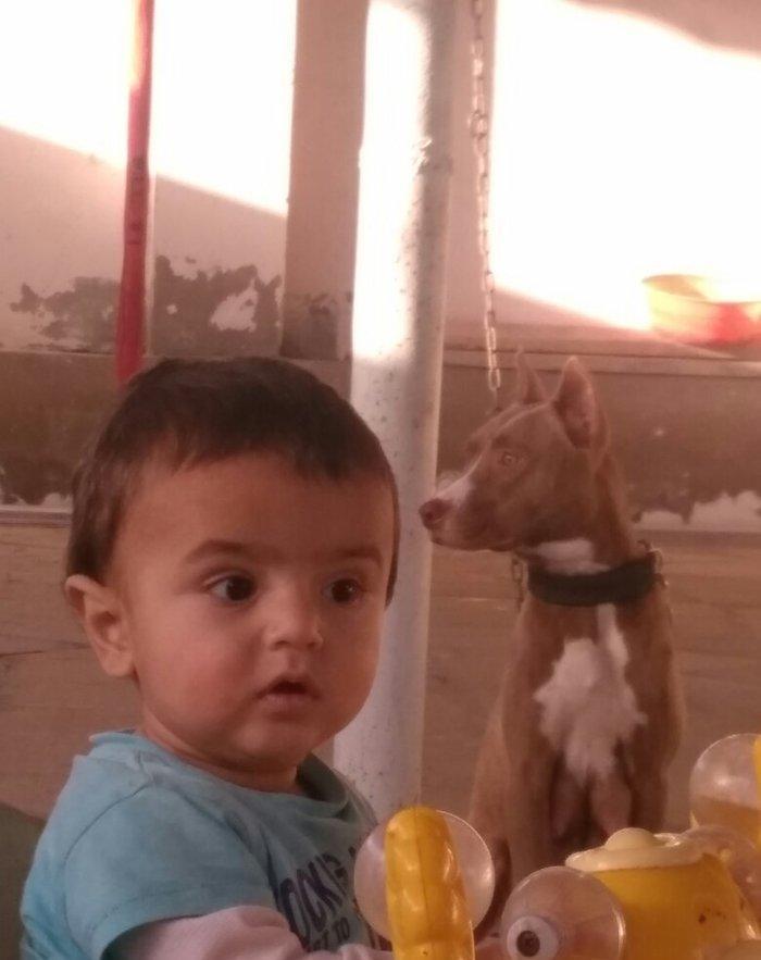 Pitbull Red Nose satlir 1 yas 7 ayligdir bir qarin bala verib birinci