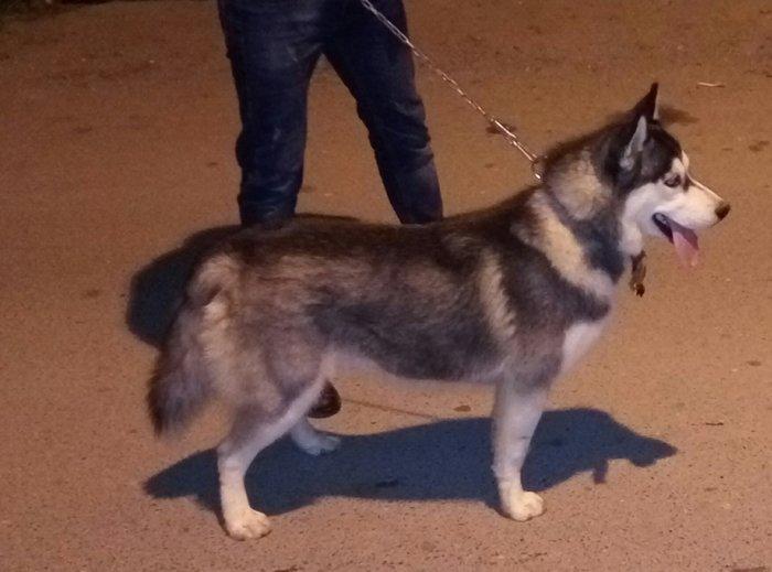 Salam. Tam saglam 8 ayliq  erkek xaski. Kim istese ite gorusub baxada