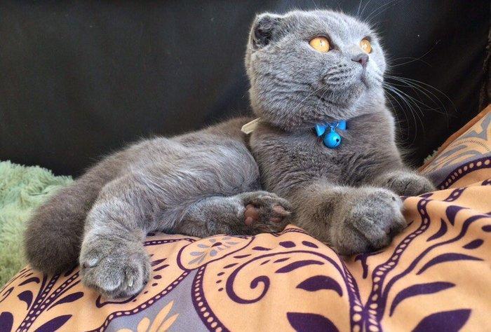 Шикарный шотландский вислоухий котик ищет хорошенькую кошечку на вязку