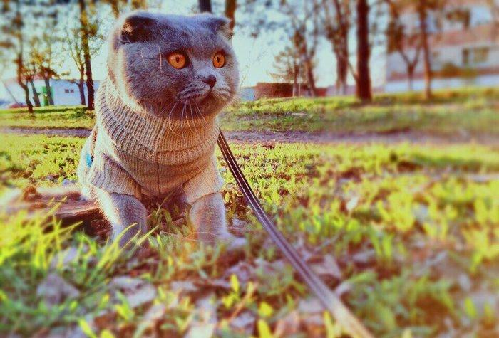 Шикарный шотландский вислоухий котик ищет хорошенькую кошечку на вязку