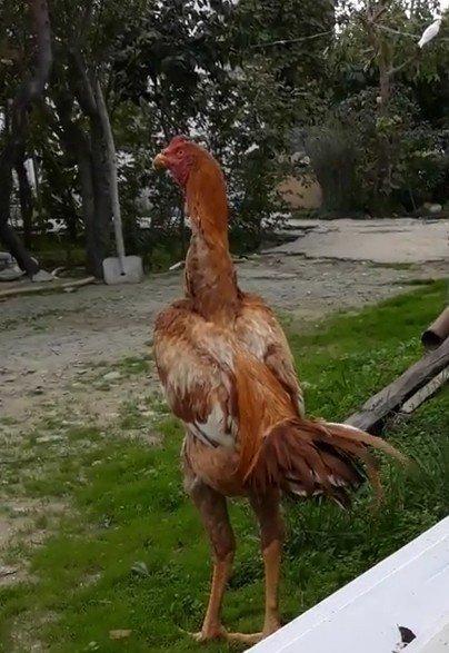 7 ayi teze tamam oldu 8 e kecdi heyvan baresinde nese yazmaga ehtiyac