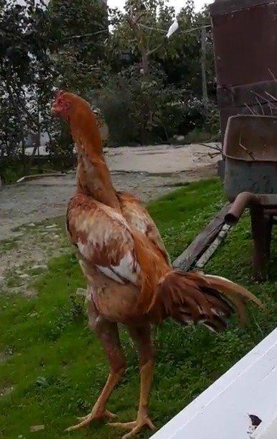 7 ayi teze tamam oldu 8 e kecdi heyvan baresinde nese yazmaga ehtiyac