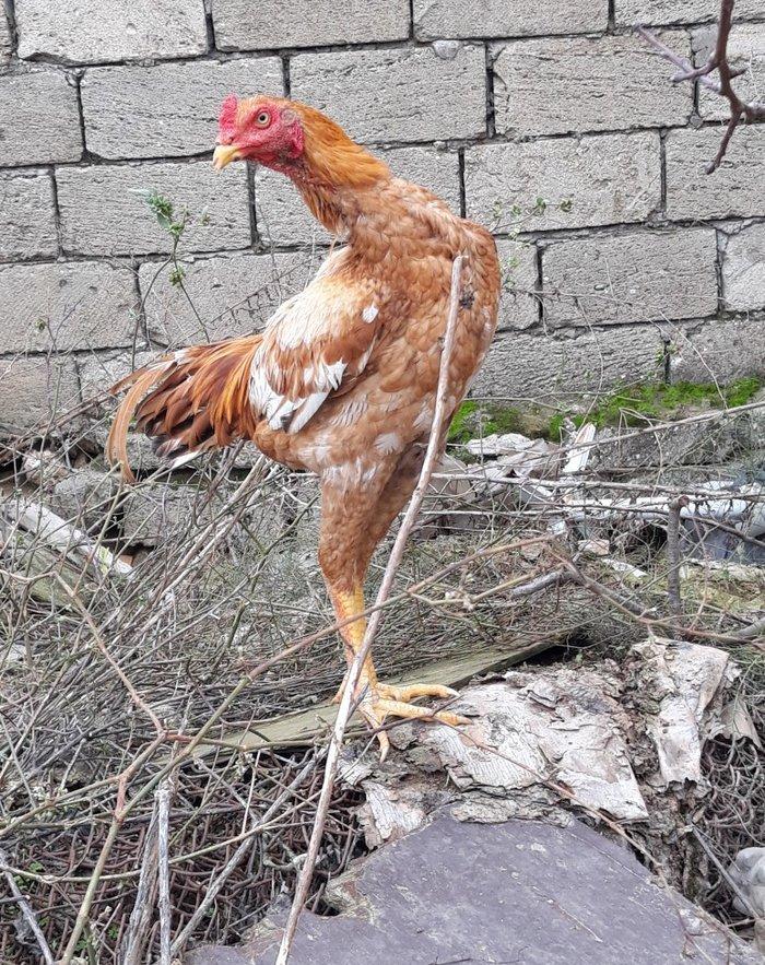 7 ayi teze tamam oldu 8 e kecdi heyvan baresinde nese yazmaga ehtiyac