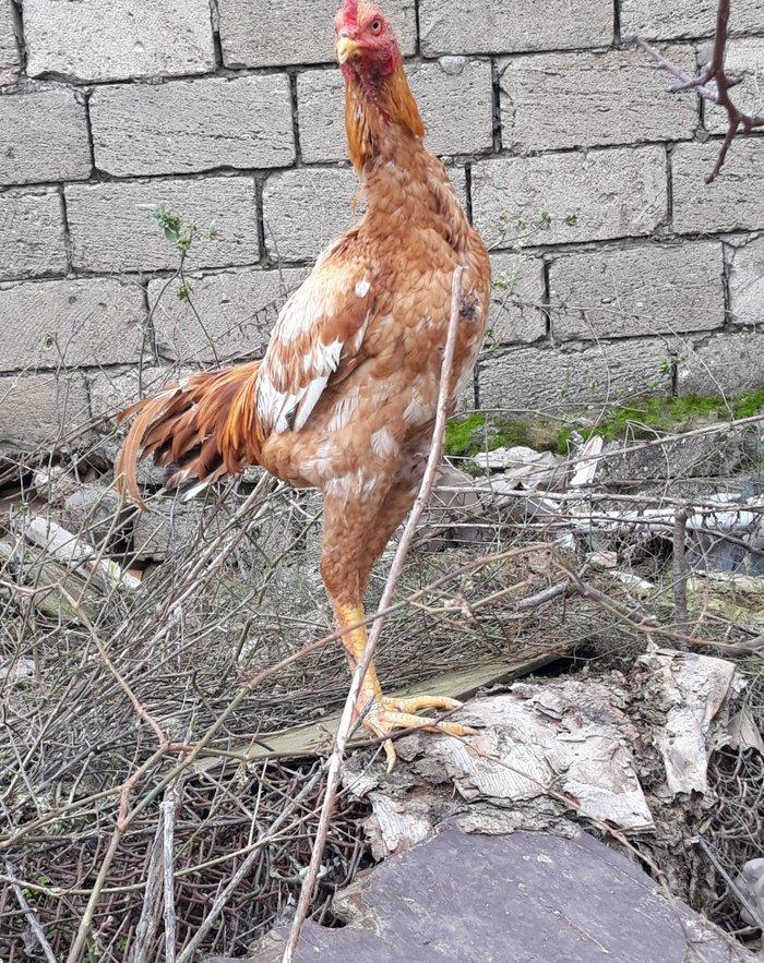 7 ayi teze tamam oldu 8 e kecdi heyvan baresinde nese yazmaga ehtiyac