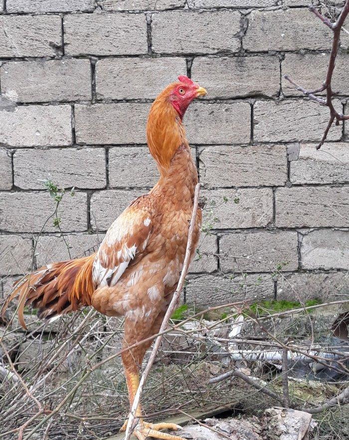 7 ayi teze tamam oldu 8 e kecdi heyvan baresinde nese yazmaga ehtiyac